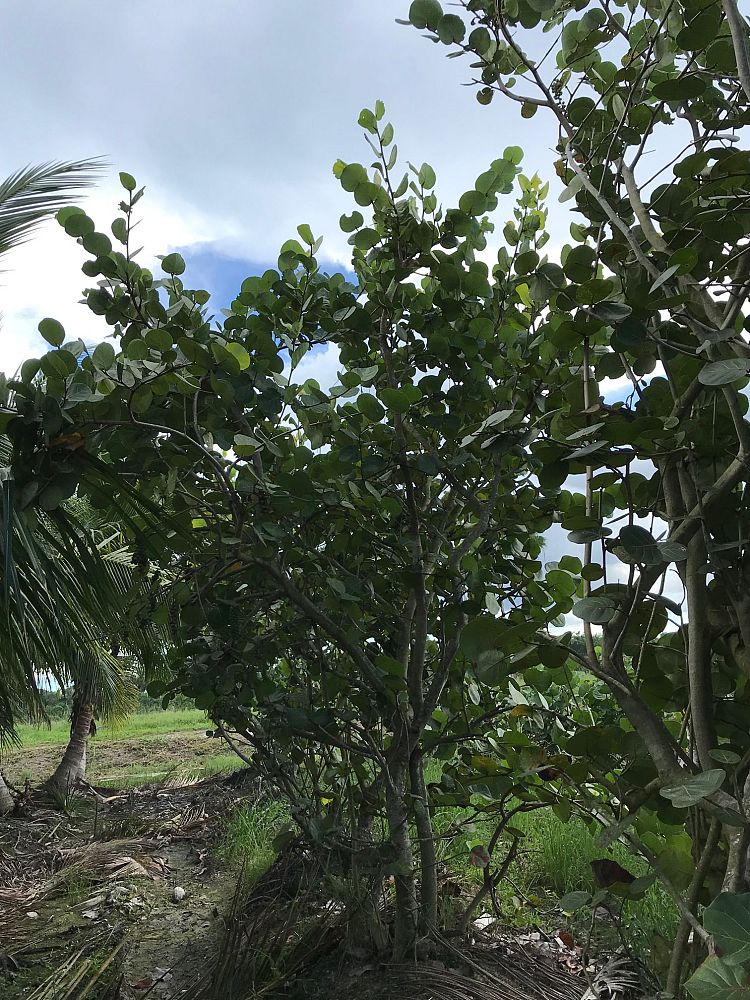 coccoloba-uvifera-sea-grape-seagrape