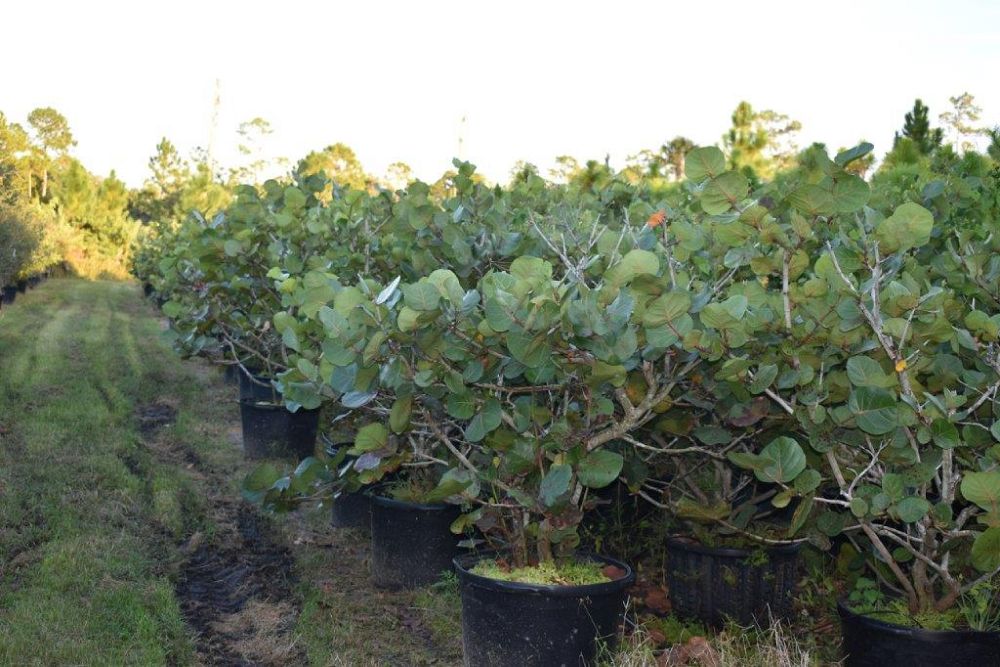 coccoloba-uvifera-sea-grape-seagrape