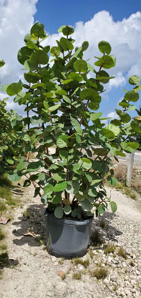 coccoloba-uvifera-sea-grape-seagrape