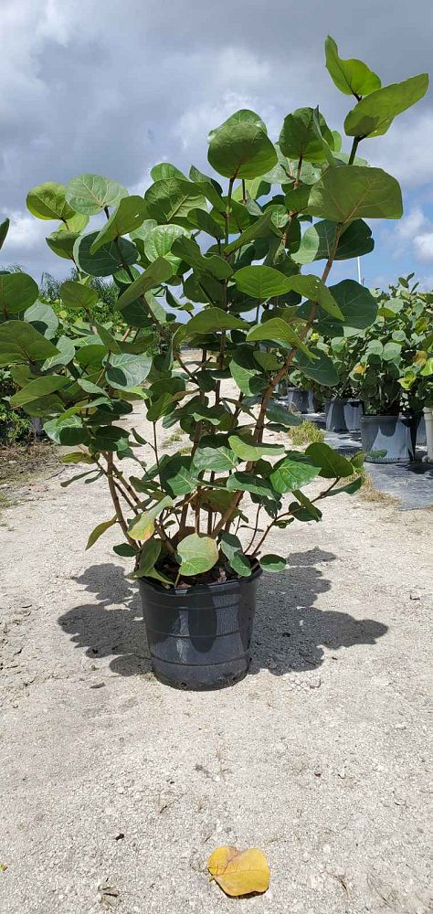 coccoloba-uvifera-sea-grape-seagrape