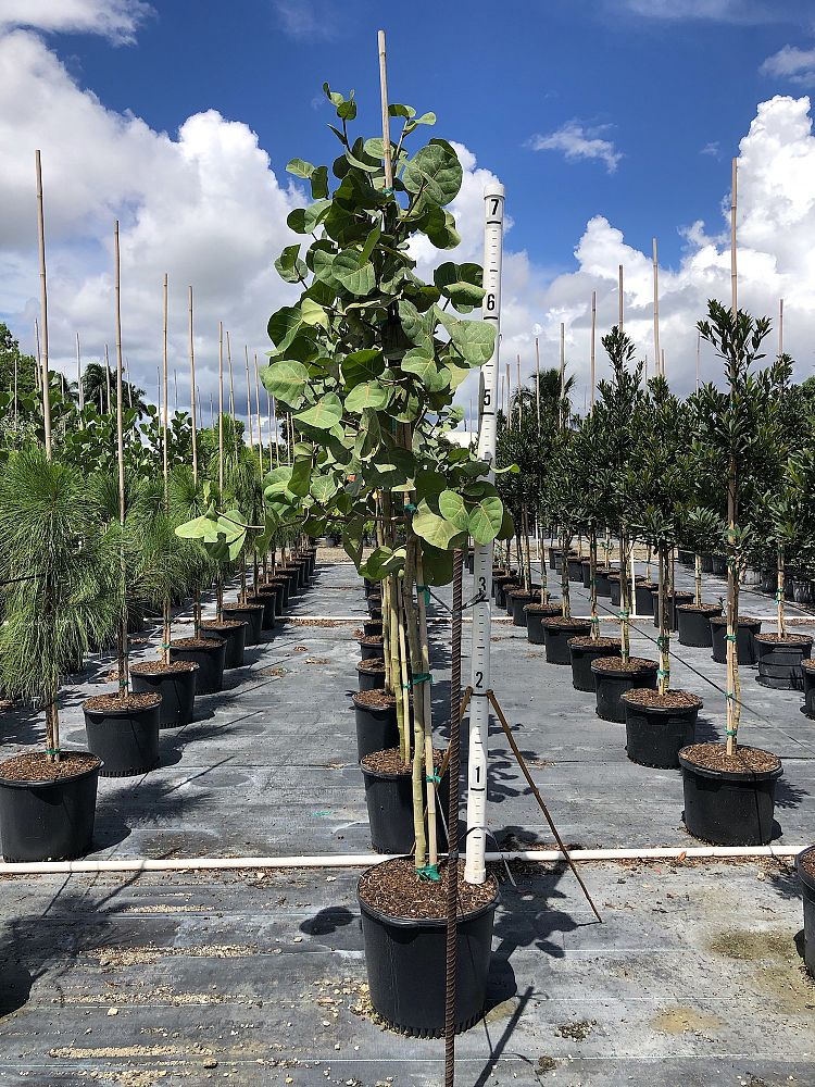 coccoloba-uvifera-sea-grape-seagrape