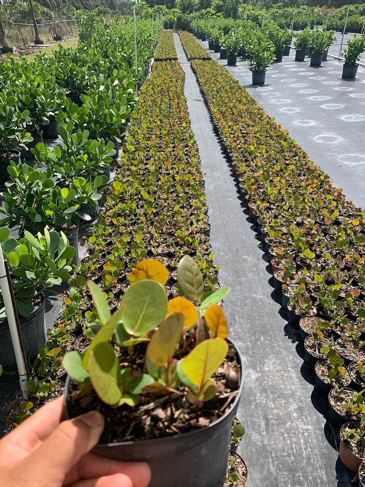 coccoloba-uvifera-sea-grape-seagrape