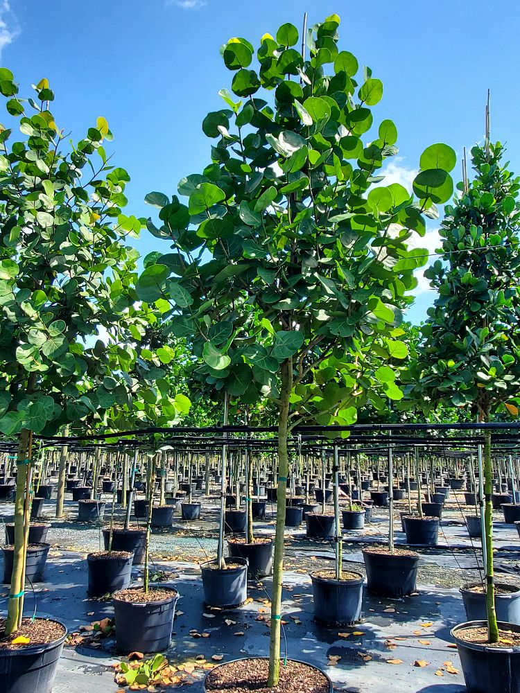 coccoloba-uvifera-sea-grape-seagrape
