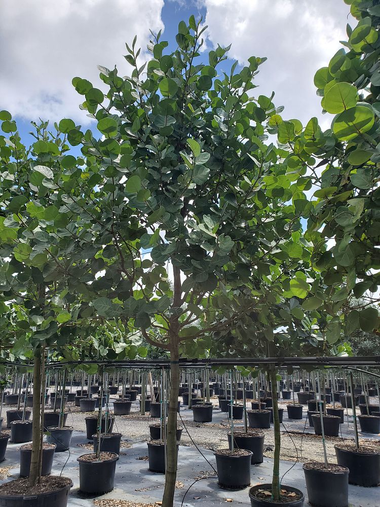 coccoloba-uvifera-sea-grape-seagrape