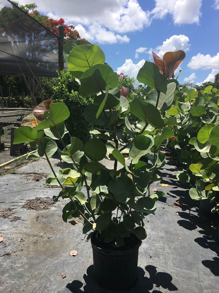coccoloba-uvifera-sea-grape-seagrape