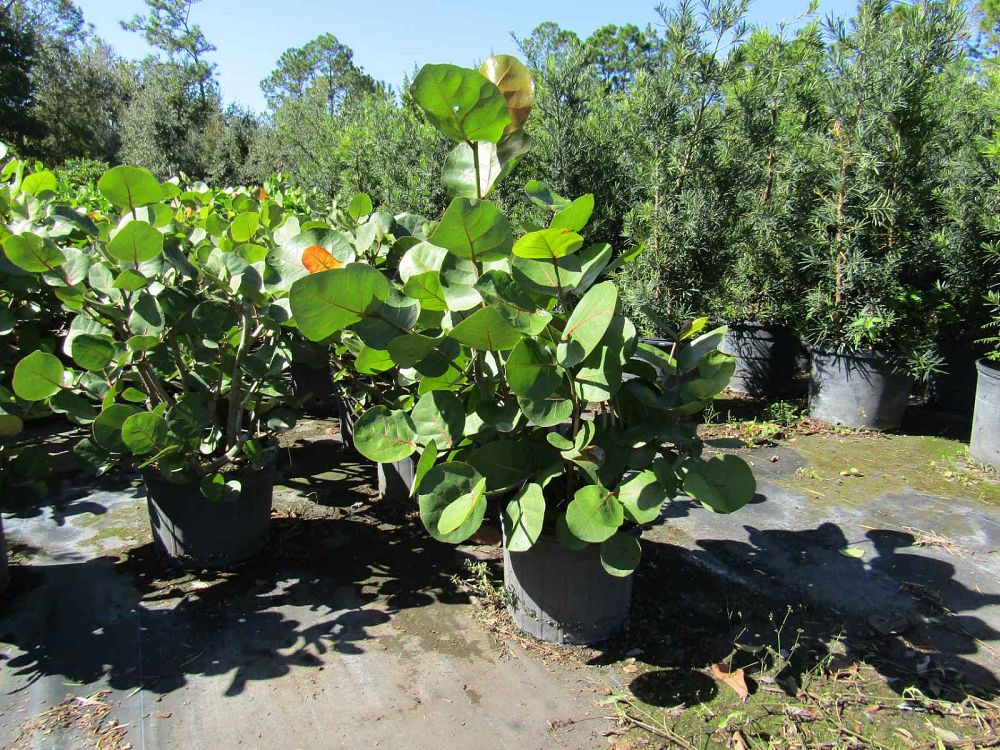 coccoloba-uvifera-sea-grape-seagrape