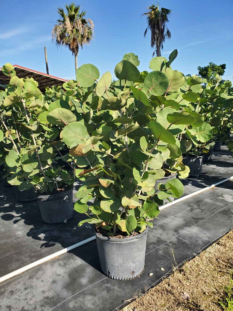 coccoloba-uvifera-sea-grape-seagrape