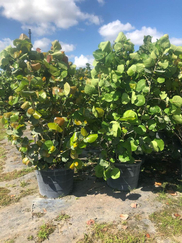 coccoloba-uvifera-sea-grape-seagrape