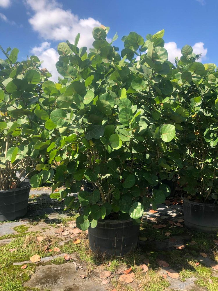 coccoloba-uvifera-sea-grape-seagrape