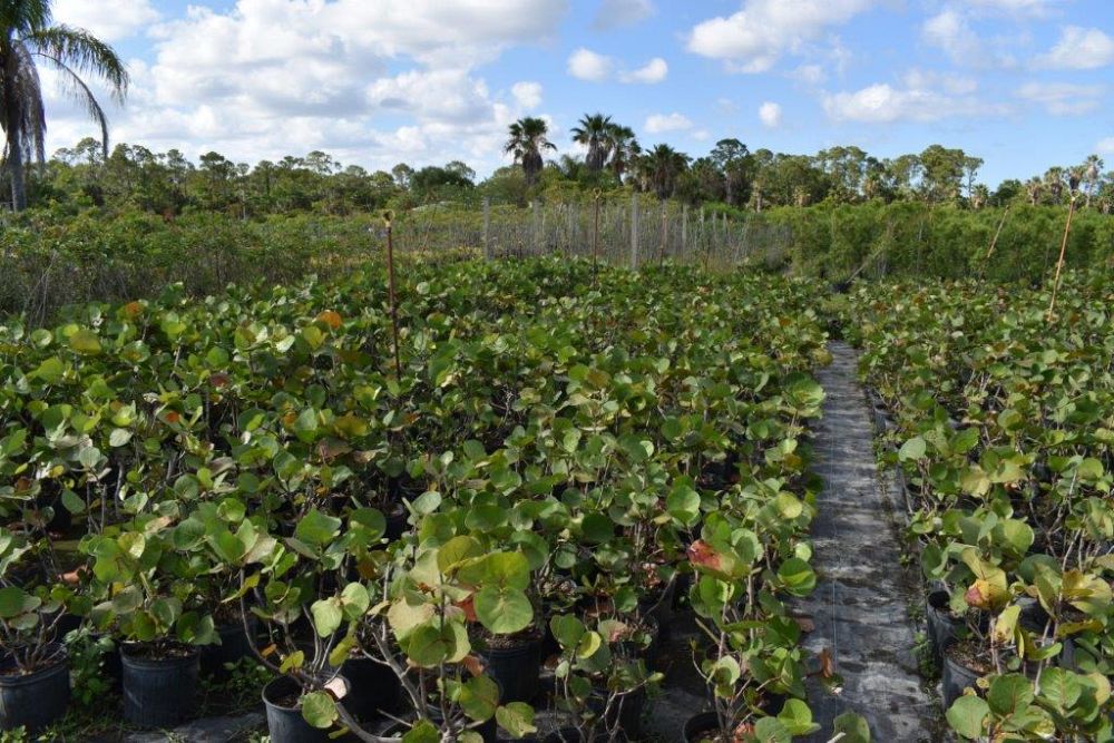 coccoloba-uvifera-sea-grape-seagrape