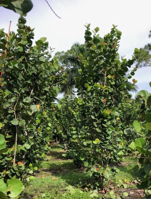 coccoloba-uvifera-sea-grape-seagrape