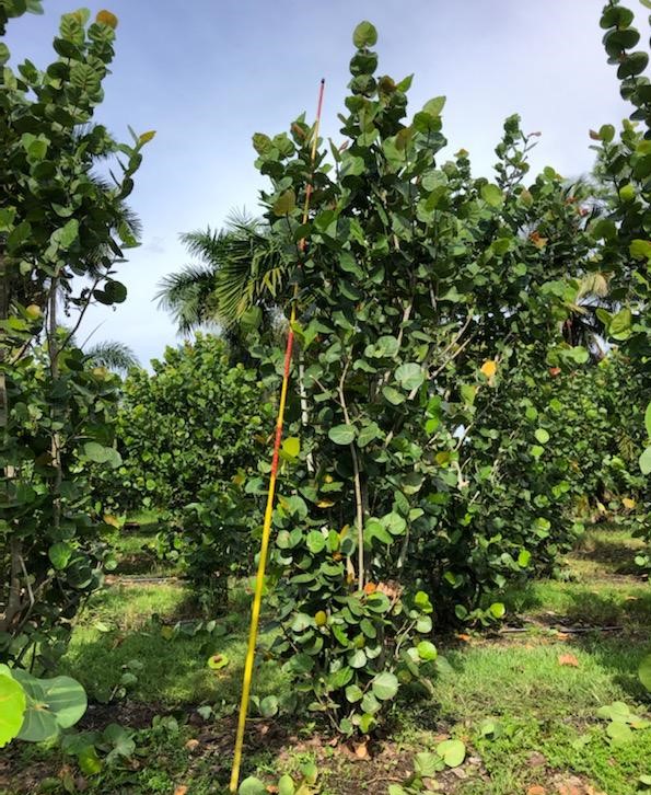 coccoloba-uvifera-sea-grape-seagrape