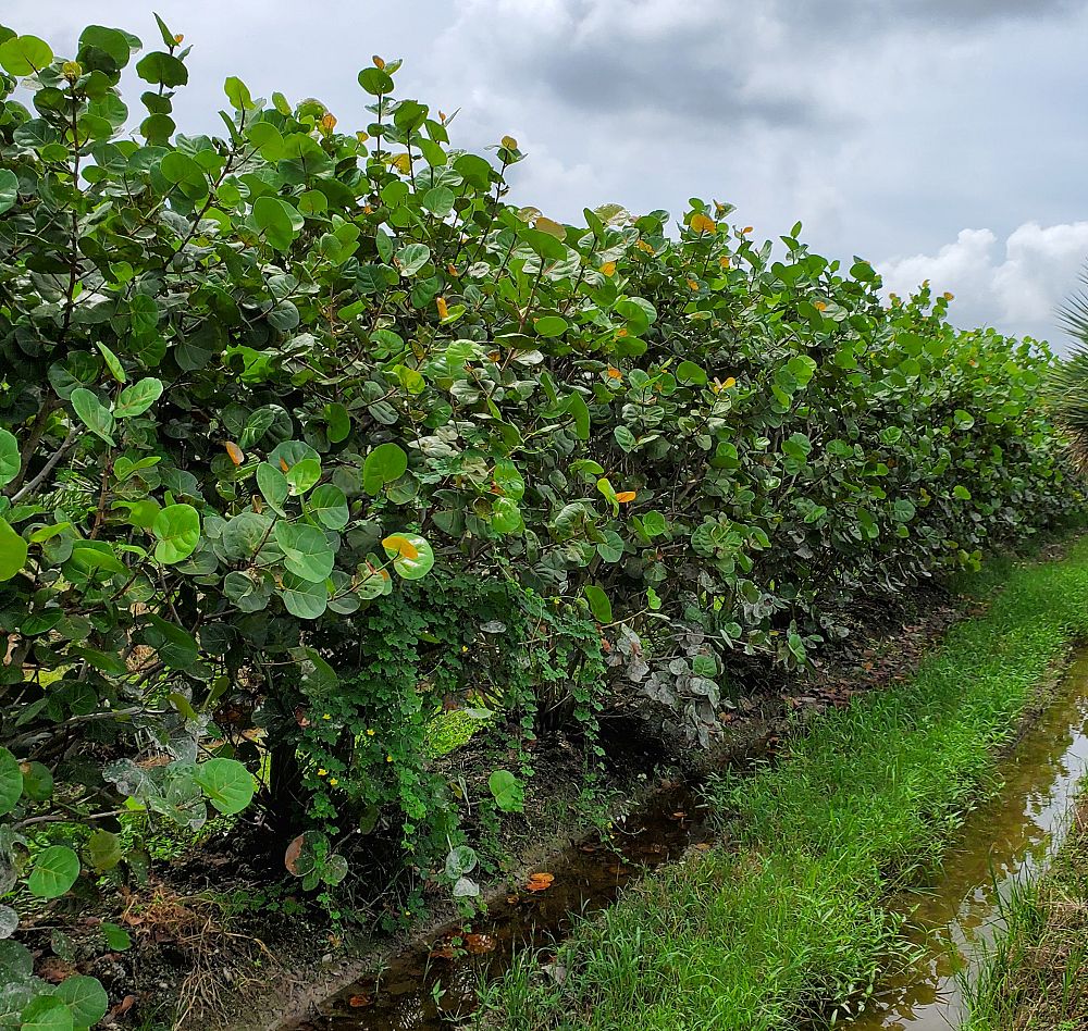 coccoloba-uvifera-sea-grape-seagrape