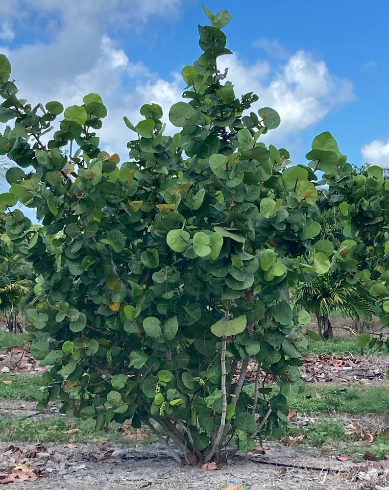 coccoloba-uvifera-sea-grape-seagrape