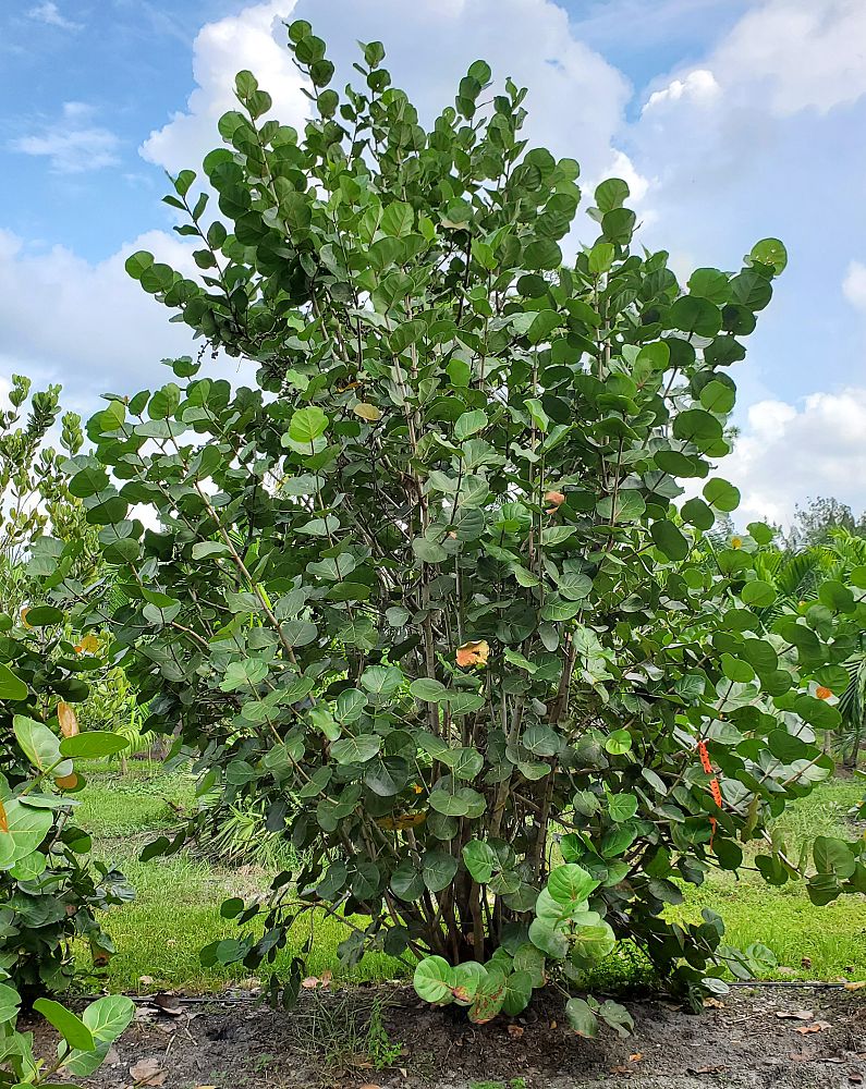 coccoloba-uvifera-sea-grape-seagrape