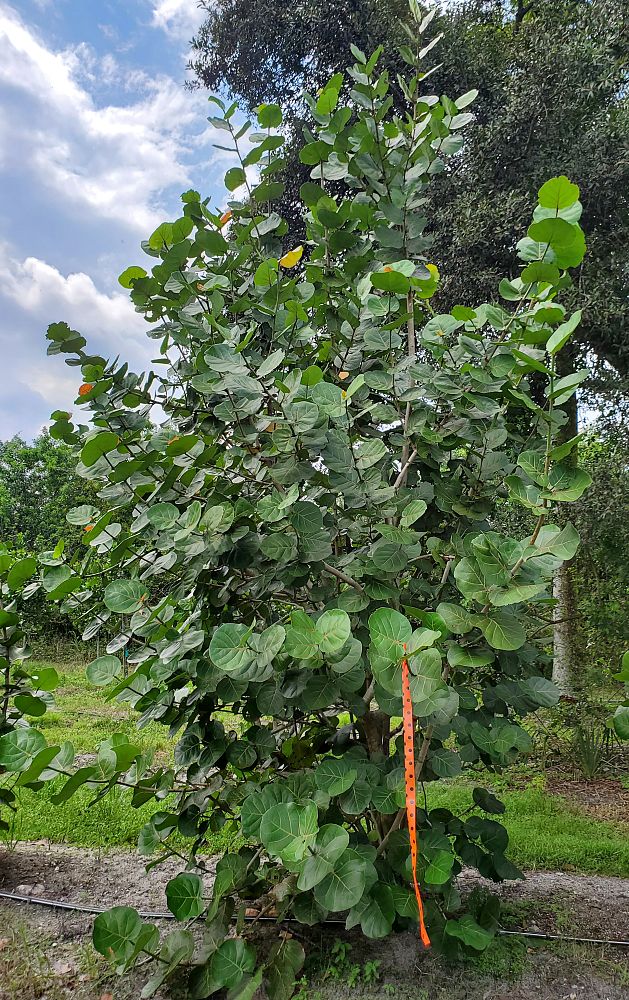 coccoloba-uvifera-sea-grape-seagrape