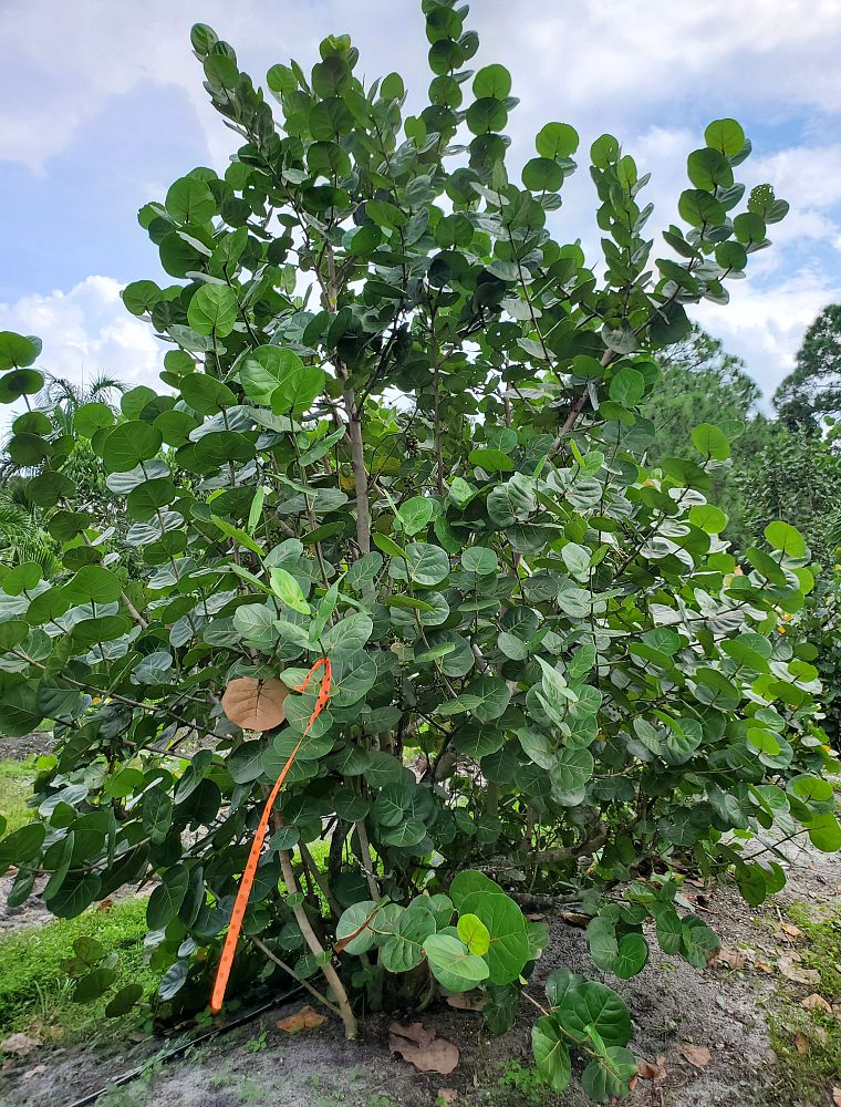 coccoloba-uvifera-sea-grape-seagrape
