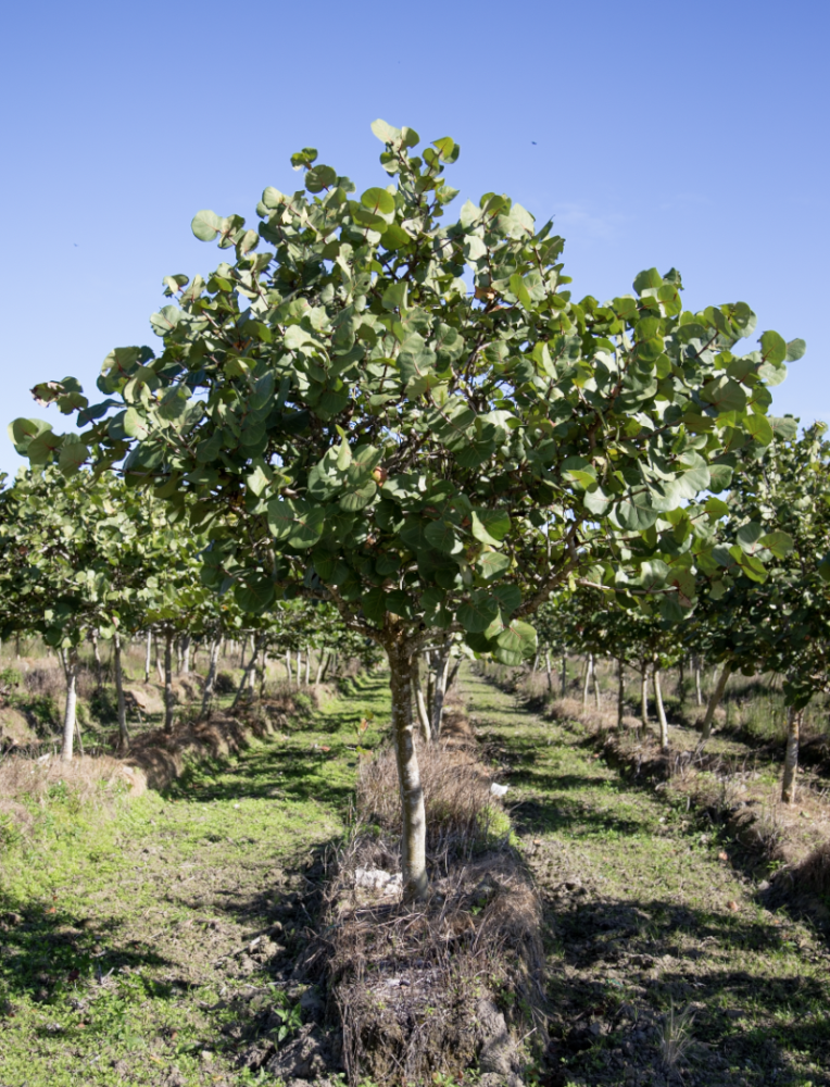 coccoloba-uvifera-sea-grape-seagrape