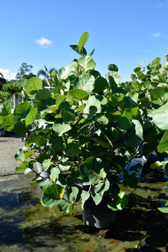 coccoloba-uvifera-sea-grape-seagrape