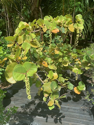 coccoloba-uvifera-sea-grape-seagrape