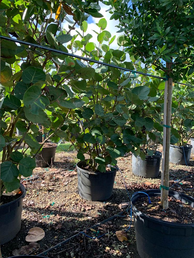 coccoloba-uvifera-sea-grape-seagrape