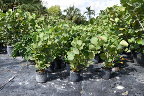 coccoloba-uvifera-sea-grape-seagrape