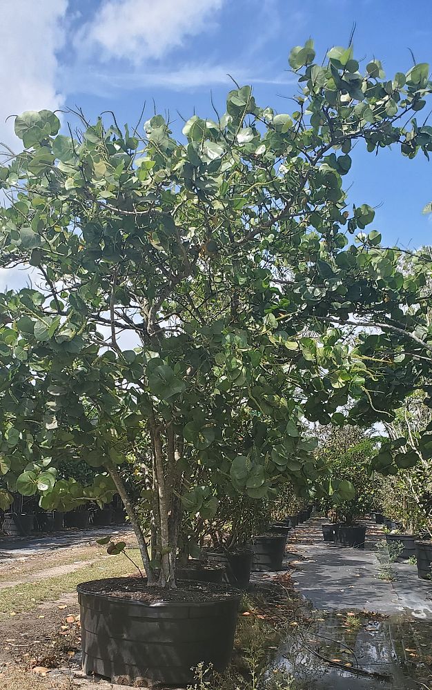 coccoloba-uvifera-sea-grape-seagrape