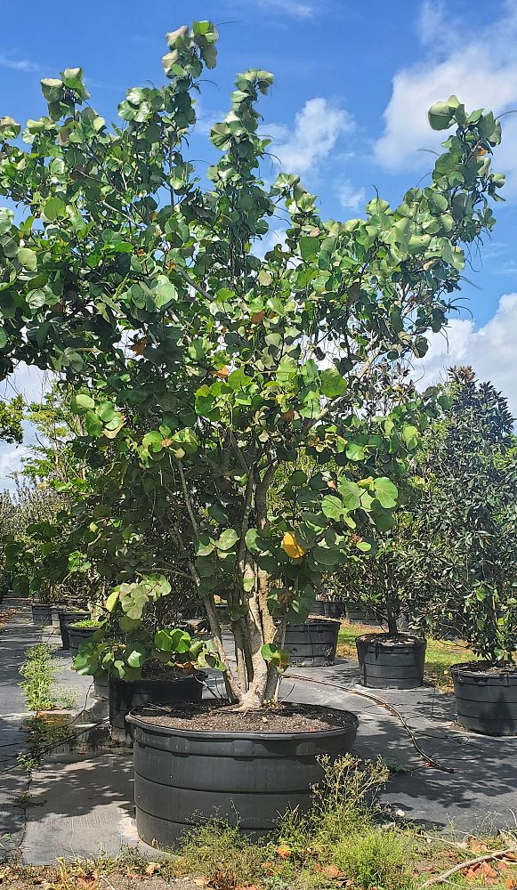 coccoloba-uvifera-sea-grape-seagrape