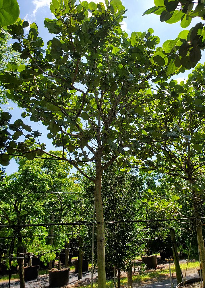 coccoloba-uvifera-sea-grape-seagrape