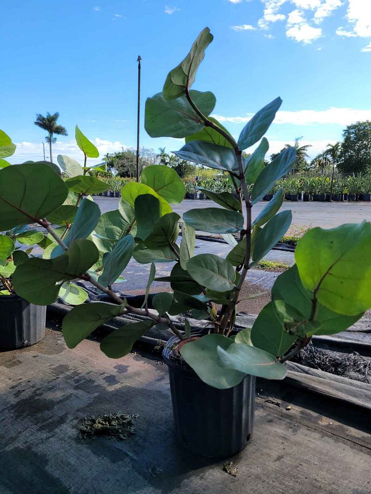 coccoloba-uvifera-sea-grape-seagrape