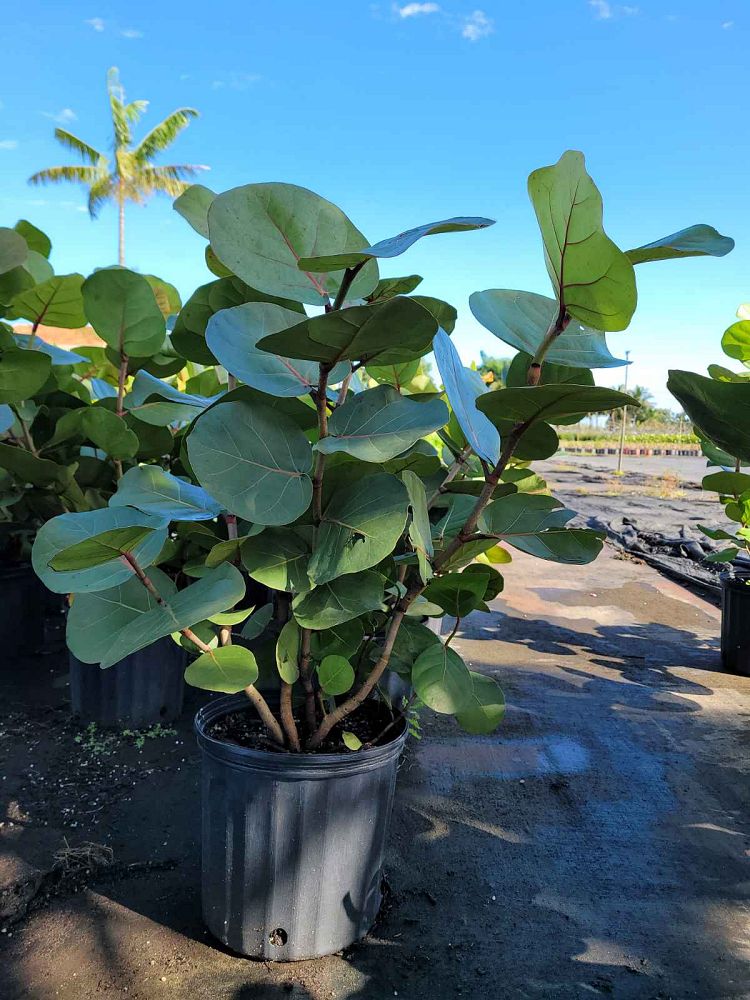coccoloba-uvifera-sea-grape-seagrape