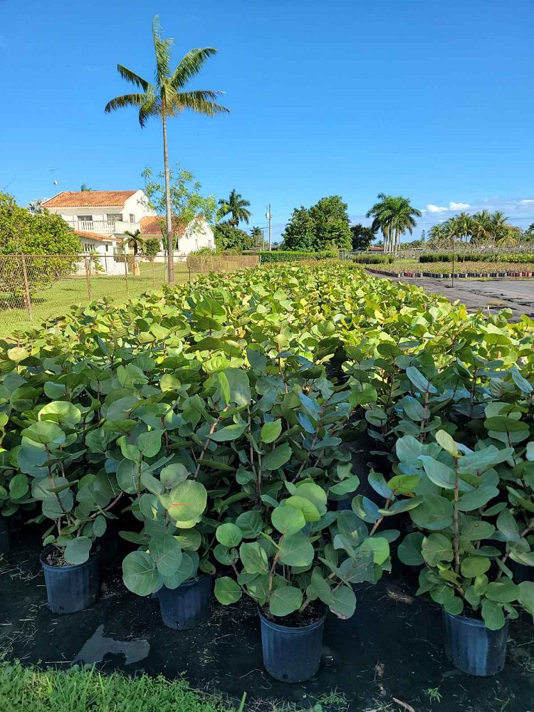 coccoloba-uvifera-sea-grape-seagrape