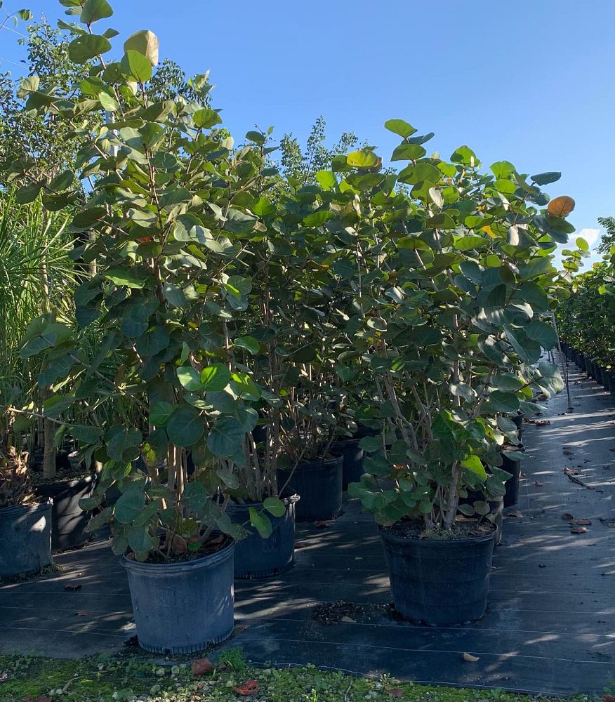 coccoloba-uvifera-sea-grape-seagrape