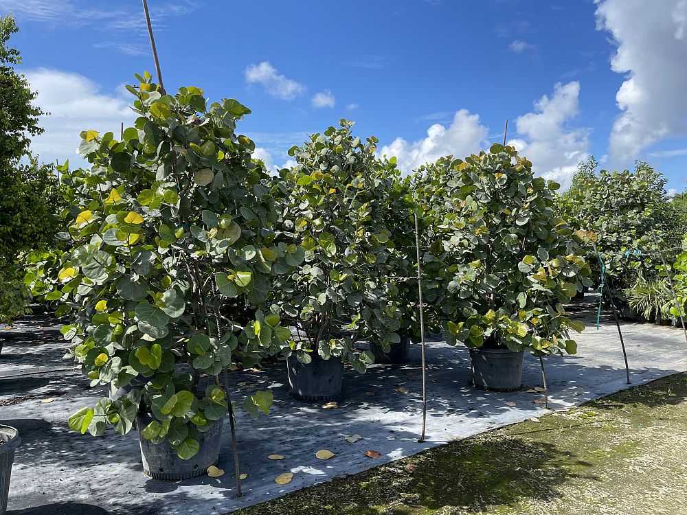 coccoloba-uvifera-sea-grape-seagrape