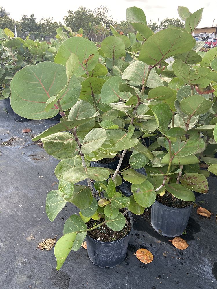 coccoloba-uvifera-sea-grape-seagrape