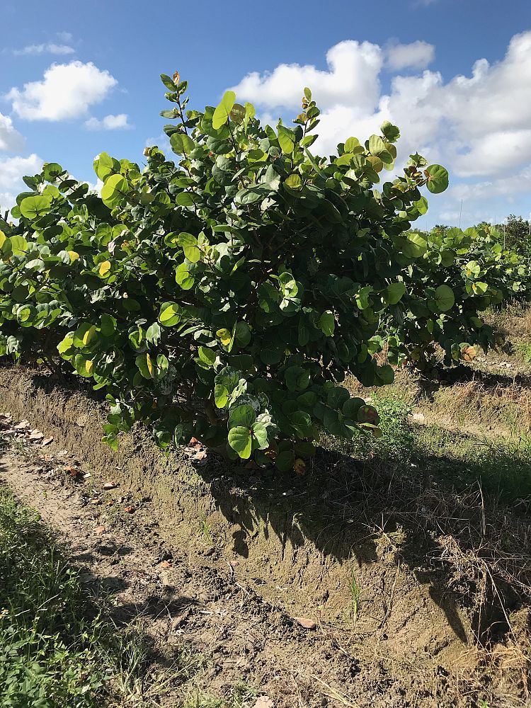 coccoloba-uvifera-sea-grape-seagrape
