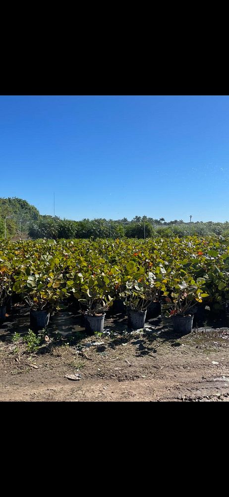 coccoloba-uvifera-sea-grape-seagrape