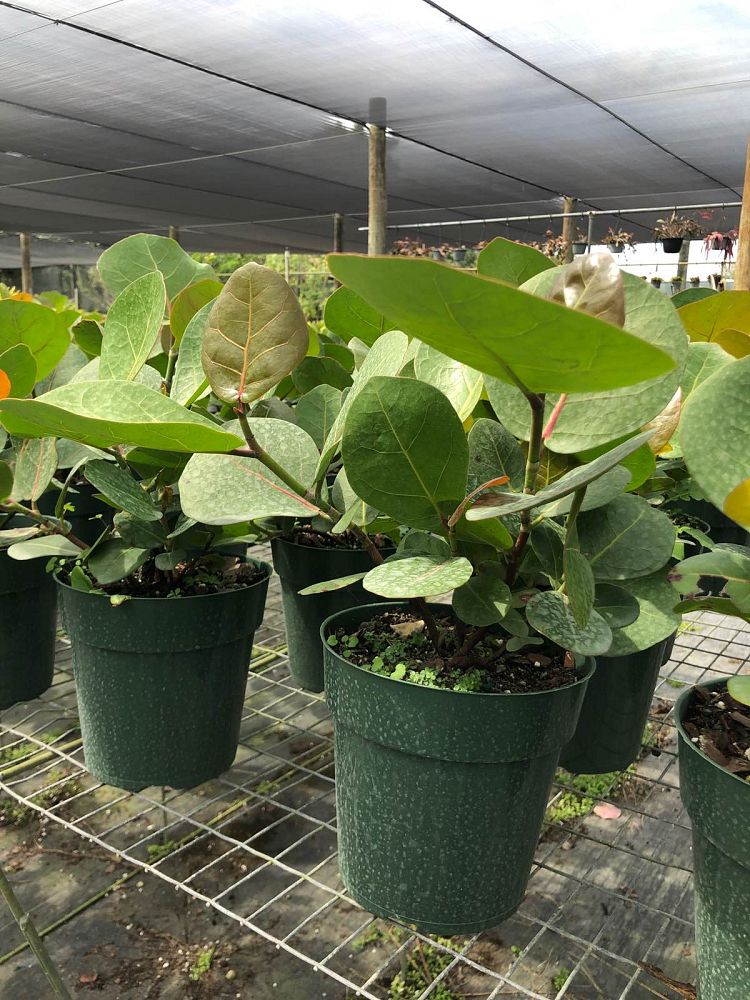 coccoloba-uvifera-sea-grape-seagrape
