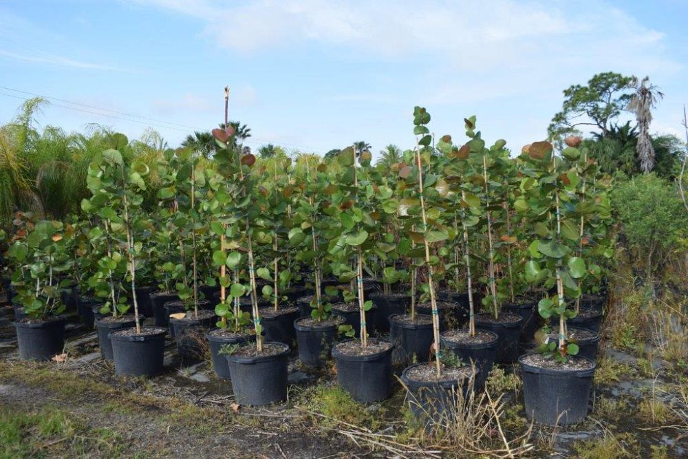 coccoloba-uvifera-sea-grape-seagrape