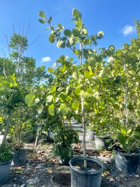 coccoloba-uvifera-sea-grape-seagrape