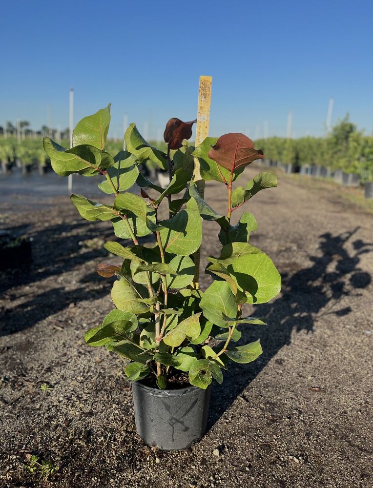 coccoloba-uvifera-sea-grape-seagrape