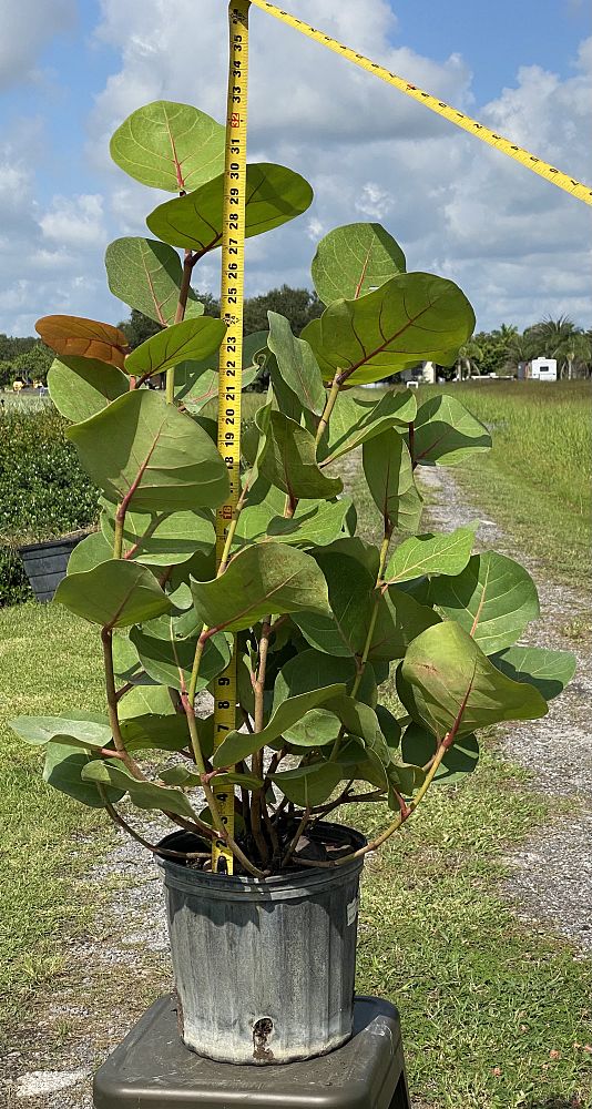coccoloba-uvifera-sea-grape-seagrape