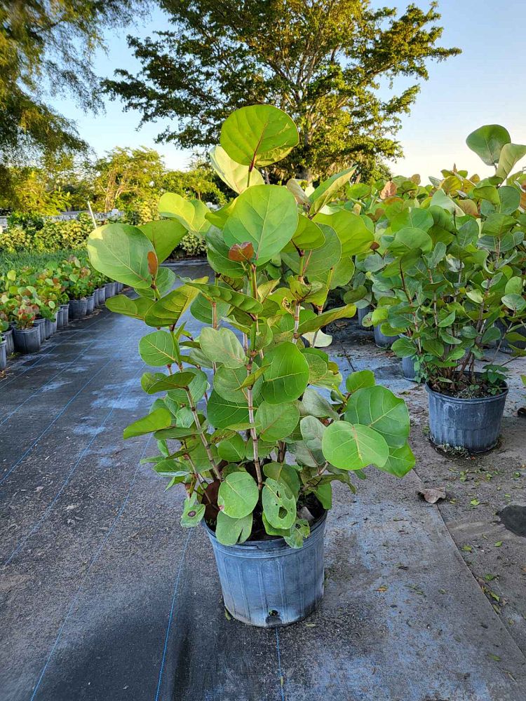 coccoloba-uvifera-sea-grape-seagrape