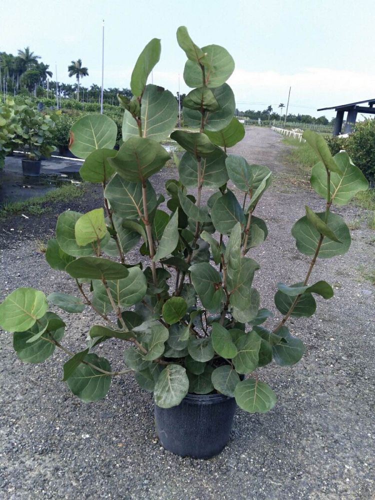 coccoloba-uvifera-sea-grape-seagrape