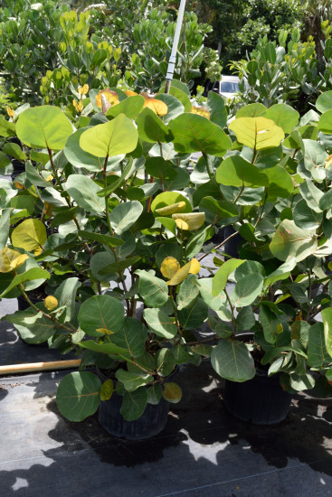 coccoloba-uvifera-sea-grape-seagrape