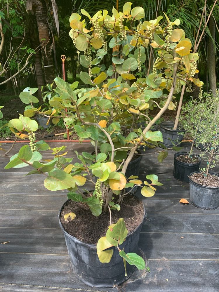 coccoloba-uvifera-sea-grape-seagrape