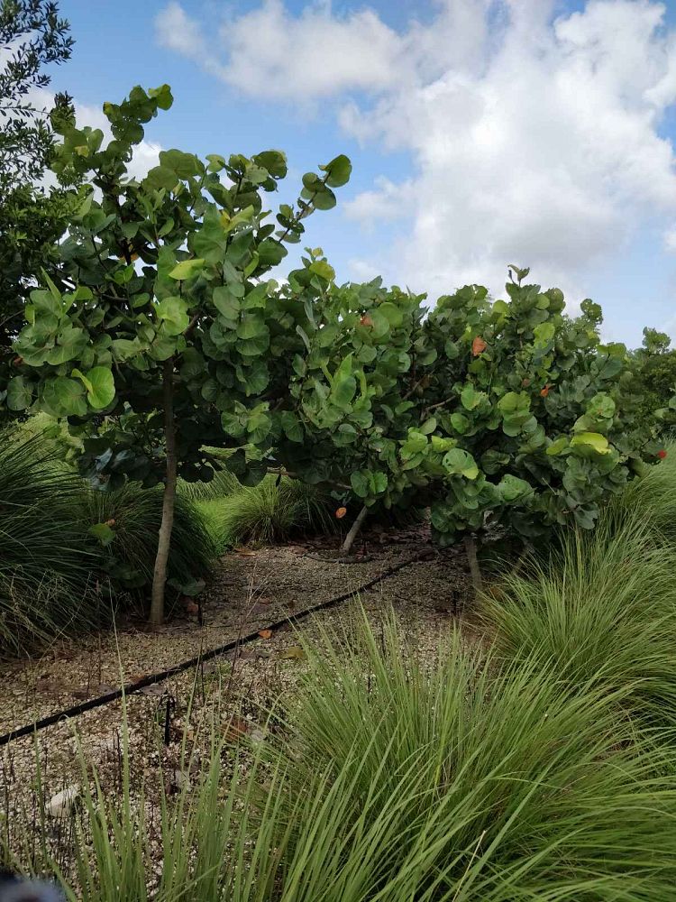 coccoloba-uvifera-sea-grape-seagrape