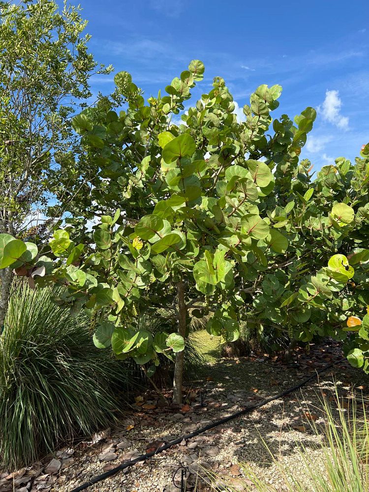 coccoloba-uvifera-sea-grape-seagrape