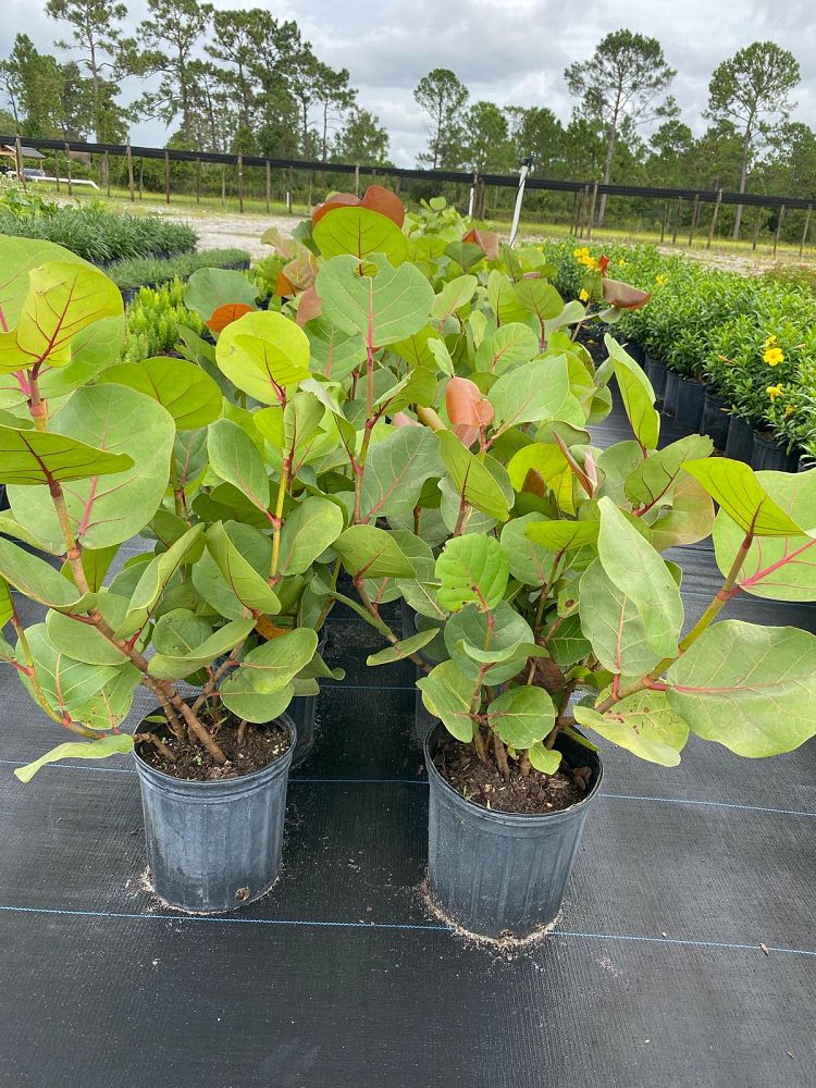 coccoloba-uvifera-sea-grape-seagrape