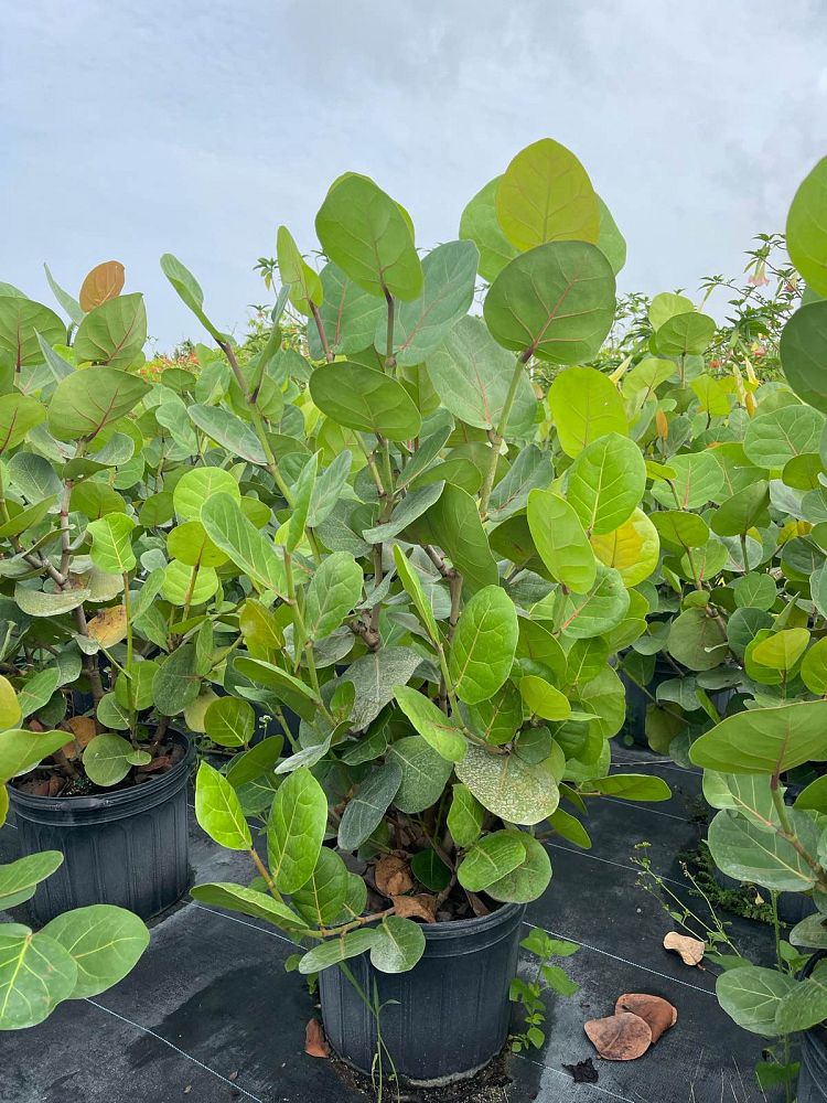 coccoloba-uvifera-sea-grape-seagrape